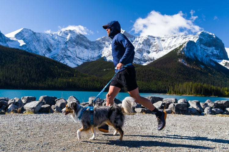 Hot Dog Summer: Dog gear essentials for Summer activities with your dog
