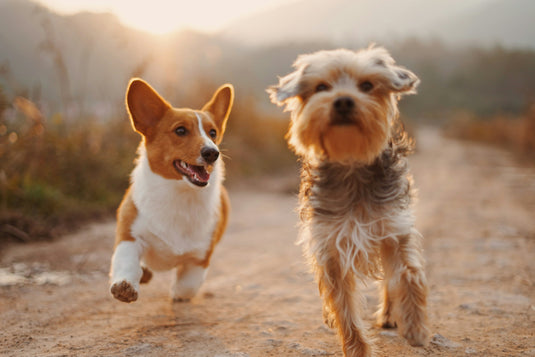 Best Off-Leash Dog Parks in Manitoba