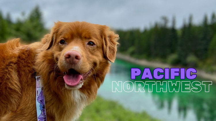 PNW Purple: A Road Trip through the Pacific Northwest
