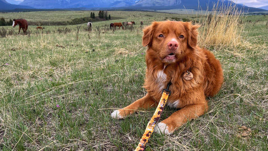 dog wearing rmd Yellowstone leash