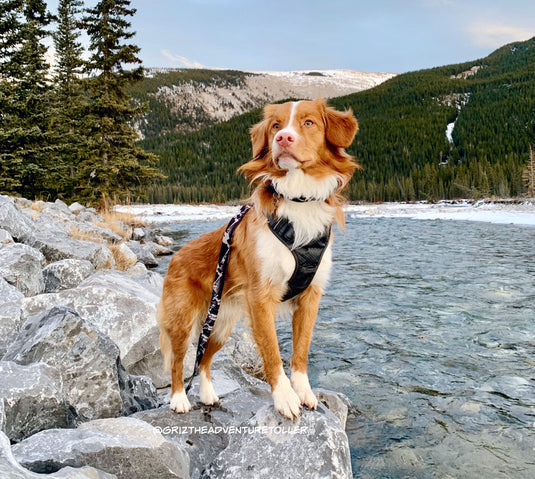 duck toller dog two jack lake rundle mountain