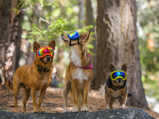 Protective Goggles for Dogs