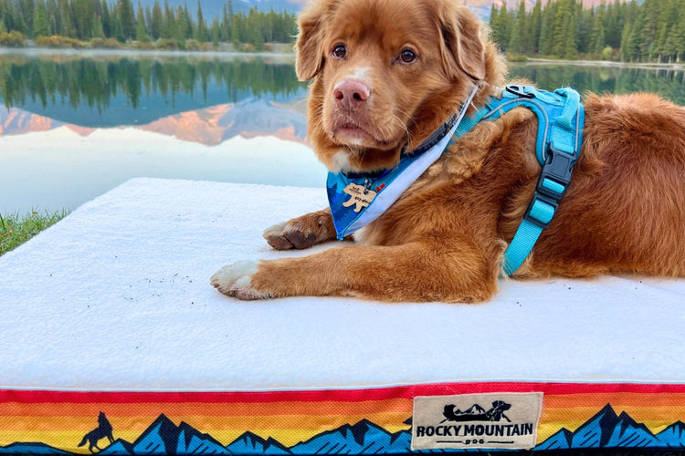 Dog Beds