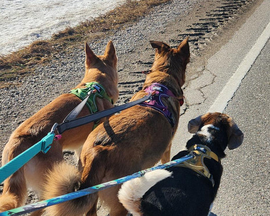 Three dogs on leashes walking along a road next to a snow-covered field.