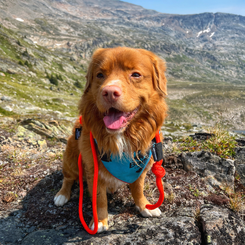 Load image into Gallery viewer, brown nova scotia duck tolling retriever wearing a blue harness and red rope leash on top of a mountain
