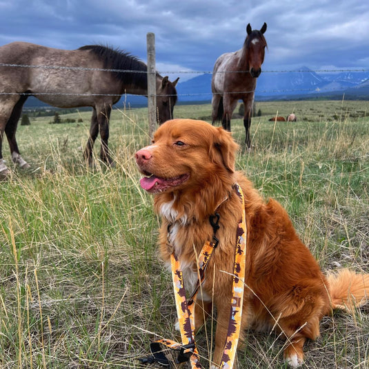 Brown nova scotia duck tolling retriever sitting in a field next to the horses in Kananaskis, wearing an orange leash