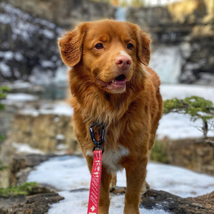 brown nova scotia duck tolling retriever standing on top of a rock next to a waterfall wearing a red leash