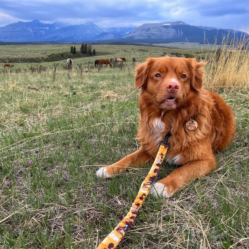 Load image into Gallery viewer, Brown nova scotia duck tolling retriever laying in a field with an orange leash in kananaskis, ab
