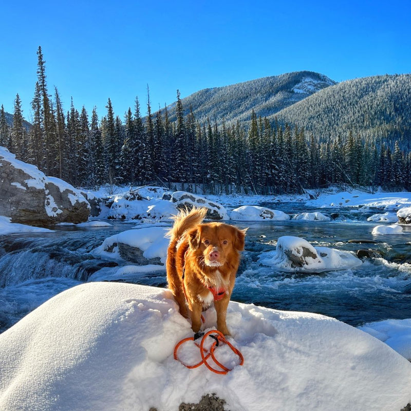 Load image into Gallery viewer, brown nova scotia duck tolling retriever standing on top of a snow covered rock with a orange rope leash
