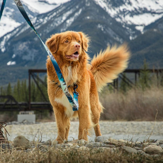 Canmore All Mountain Dog Leash