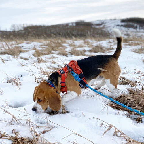 beagle with a leash in the snow in nosehill park, calgary