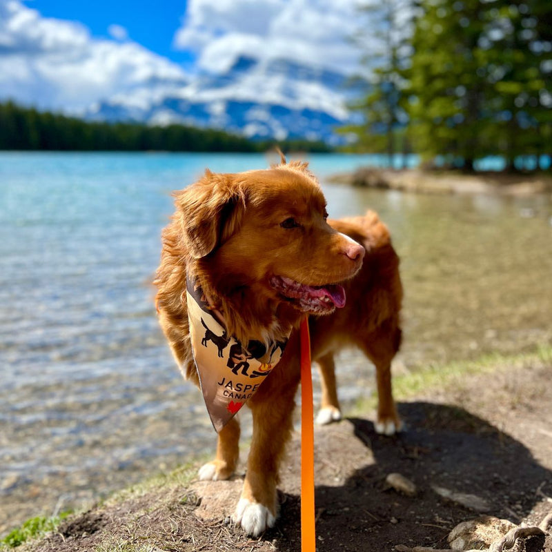 Load image into Gallery viewer, dog wearing jasper bandana at two jack lake banff alberta
