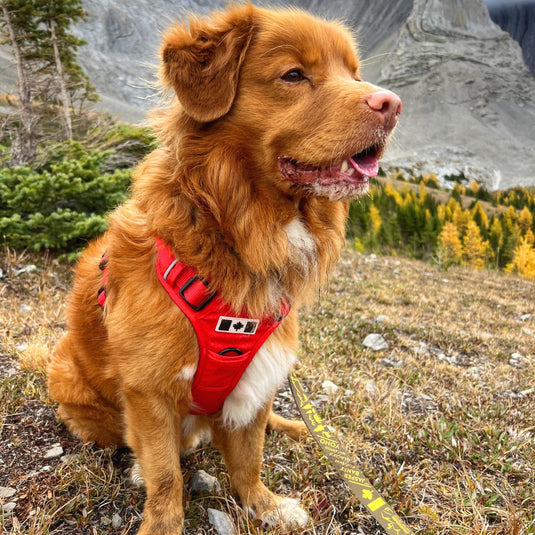 Golden Retriever Best Easy On Dog Harness Summit All-Terrain Dog