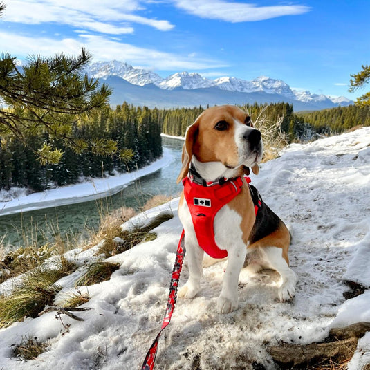 Summit All-Canadian Dog Harness