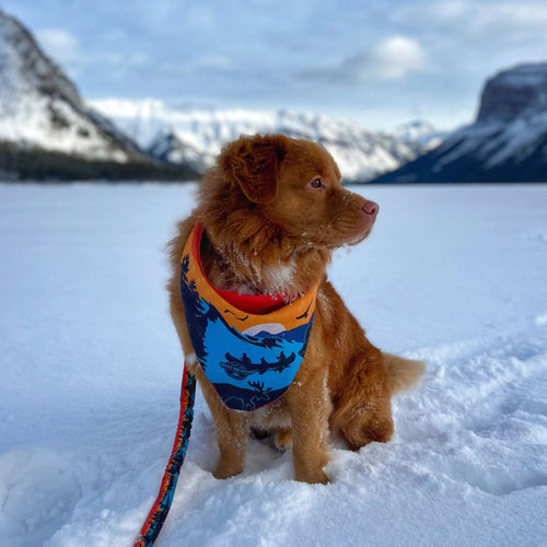 Banff Bandana