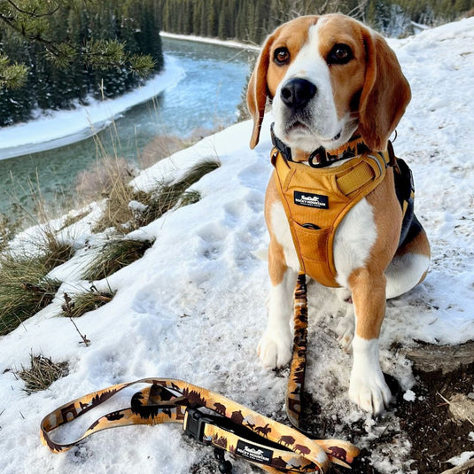Beagle sitting on the snow next to a leash in castle lookout trailhead, banff, ab