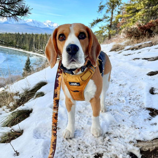 Brown and white beagle standing on top of snow covered ground in castle lookout trailhead, banff, wearing an orange harness and leash