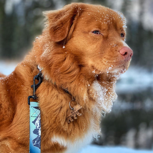 brown nova scotia duck tolling retriever standing in the snow wearing a blue leash in three sisters viewpoint, canmore, ab