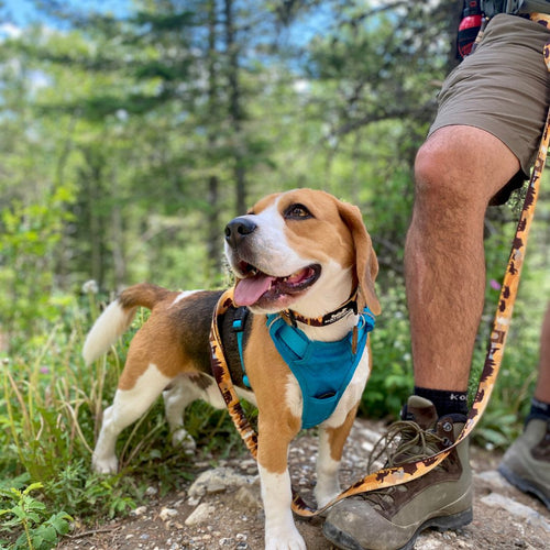 Beagle standing on top of a rock next to a person in ravens end hiking trail, kananaskis, ab