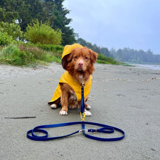 Dog rain boots and raincoat best sale