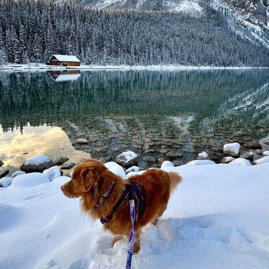Nova Scotia Duck Tolling Retriever standing in the snow near a lake in Lake Louise, Banff