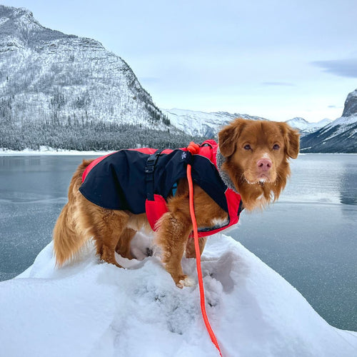 nova scotia duck tolling retriever on a rope leash standing on top of a snow covered hill