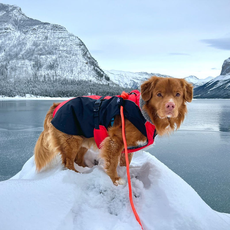 Load image into Gallery viewer, nova scotia duck tolling retriever on a rope leash standing on top of a snow covered hill
