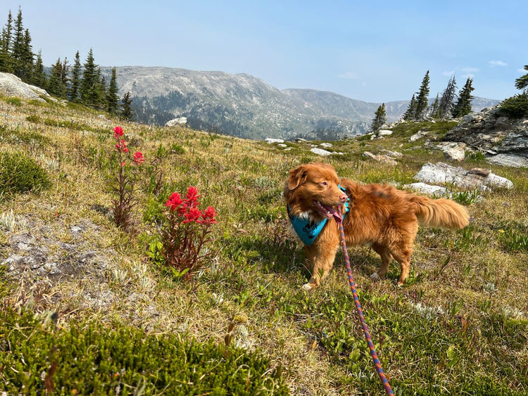 Become an Ambassador – Rocky Mountain Dog