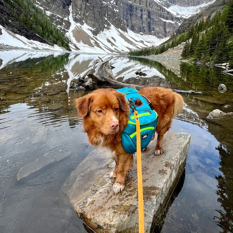 Hiking with puppy in backpack best sale