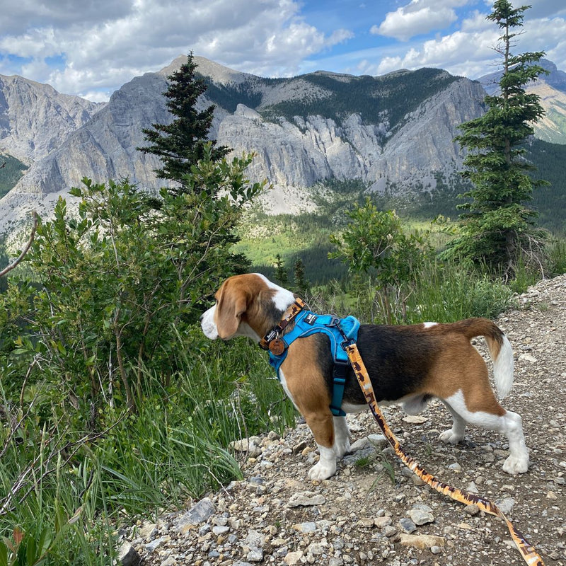 Load image into Gallery viewer, Beagle with a blue harness on standing on a trail in ravens end hiking trail, kananaskis
