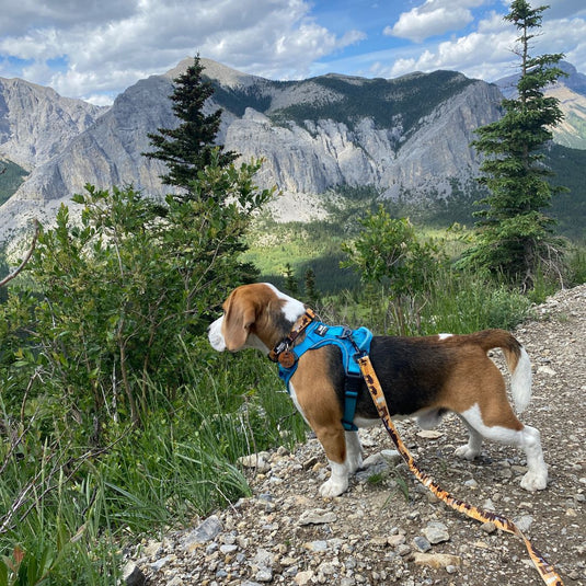 Beagle with a blue harness on standing on a trail in ravens end hiking trail, kananaskis