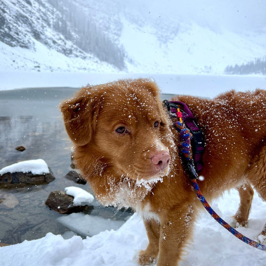 brown nova scotia duck tolling retriever on a rope dog leash standing on top of a snow covered ground