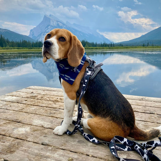 beagle is sitting on a dock by the water in vermillion lake, banff, wearing black leash
