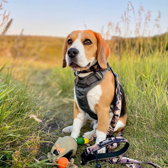 beagle is sitting in the grass with a toy wearing a black harness and leash in nosehill park, calgary, ab