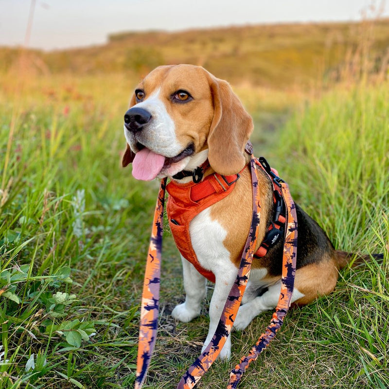Load image into Gallery viewer, beagle sitting in the grass with a leash in nosehill park, calgary, ab
