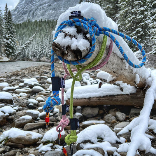 Blue, green, and pink rope dog leashes tied to a tree branch in the snow