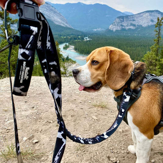 Beagle with a long black dog leash in hoodoos trail head, banff, ab