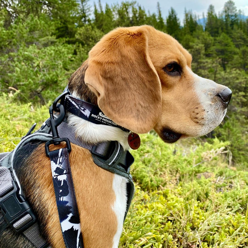 Load image into Gallery viewer, The Grizzly Alpine Dog Collar
