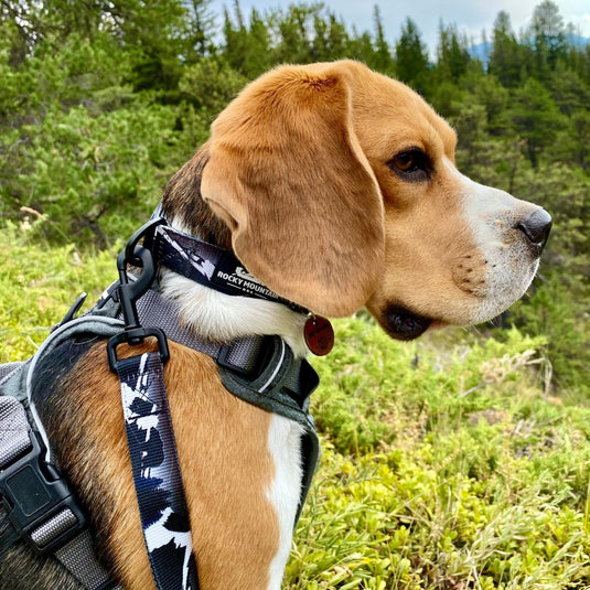 Leash Best Bark Collar For Beagle The Grizzly Alpine Dog Collar
