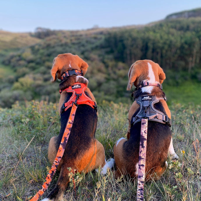 Two brown and white beagles sitting in the grass in nosehill park, calgary, wearing Rocky Mountain Dog leashes and harnesses