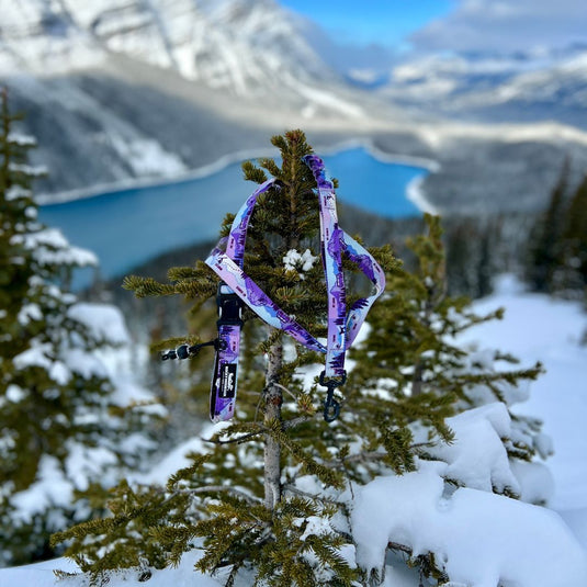 Purple dog leash sitting on top of a snow covered tree in Peyto Lake, Banff, Alberta