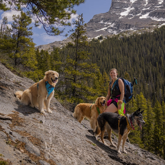 10 Of The Best Banff Hikes to Enjoy with your Dog