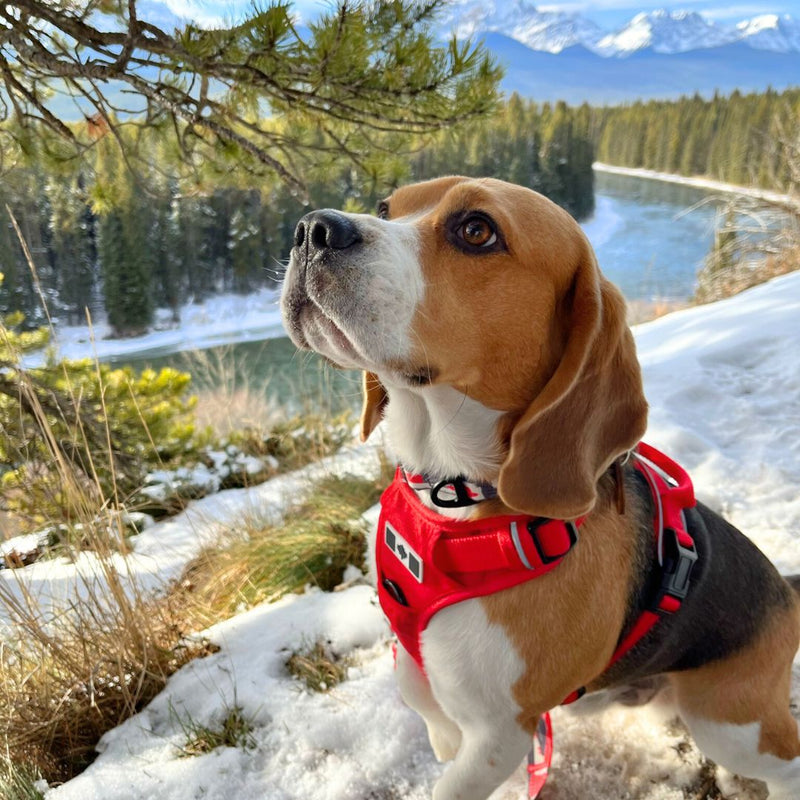 Load image into Gallery viewer, Summit All-Terrain Dog Harness
