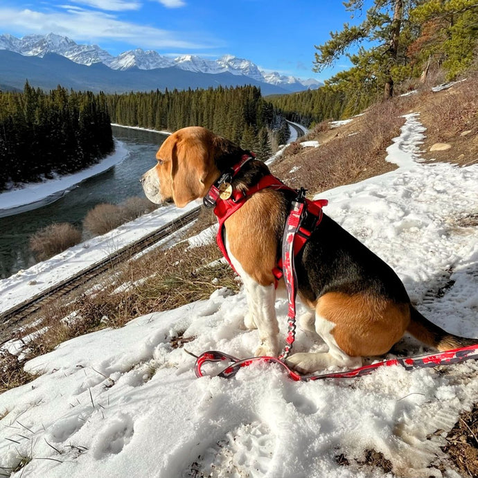 beagle sitting on a snowy hill with a river in the background in castle lookout trailhead, wearing red dog leash