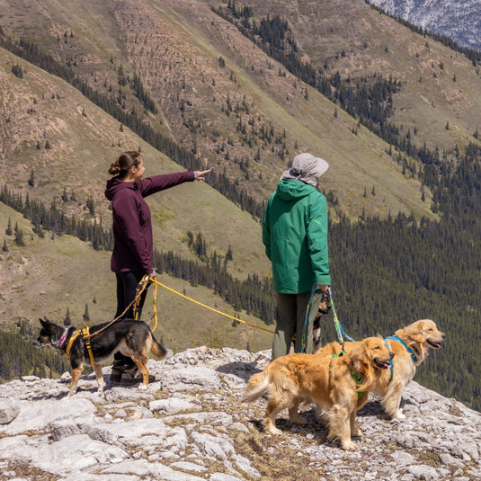 Paws & Trails: A Guide to Choosing the Best Dog Leash for Hiking