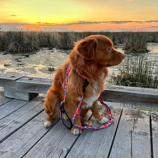 brown nova scotia duck tolling retriever sitting on a wooden deck next to a body of water and wearing red leash