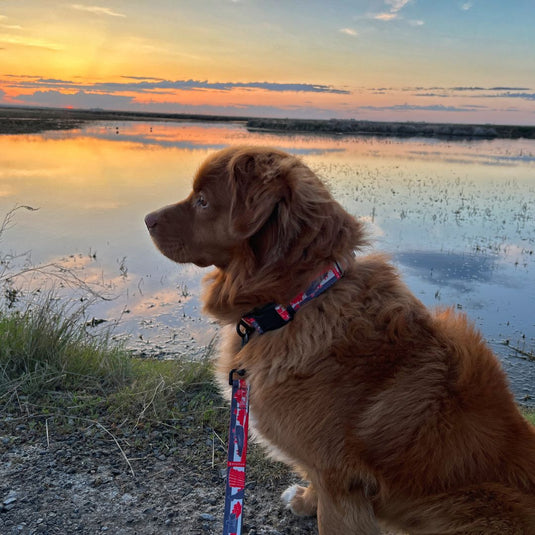 brown nova scotia duck tolling retriever sitting on a leash next to a body of water
