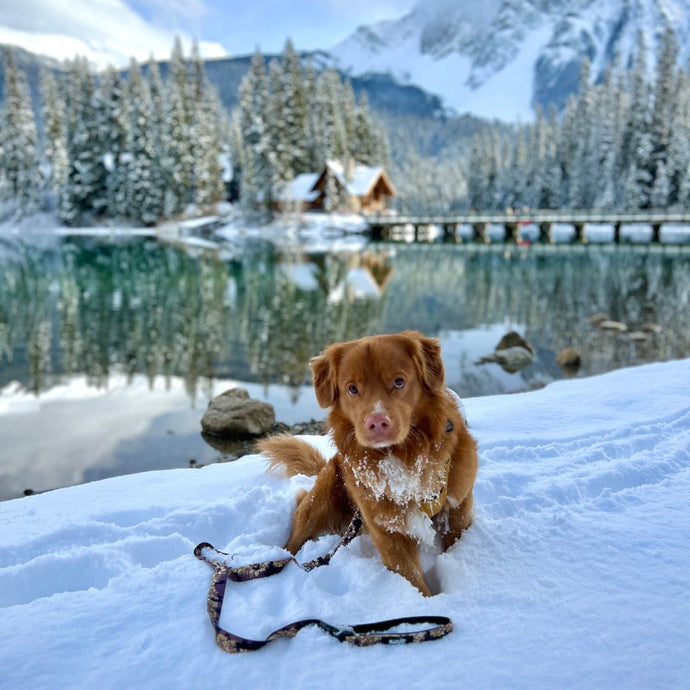 A brown nova scotia duck tolling retriever sitting on top of a snow covered ground in emerald lake, bc