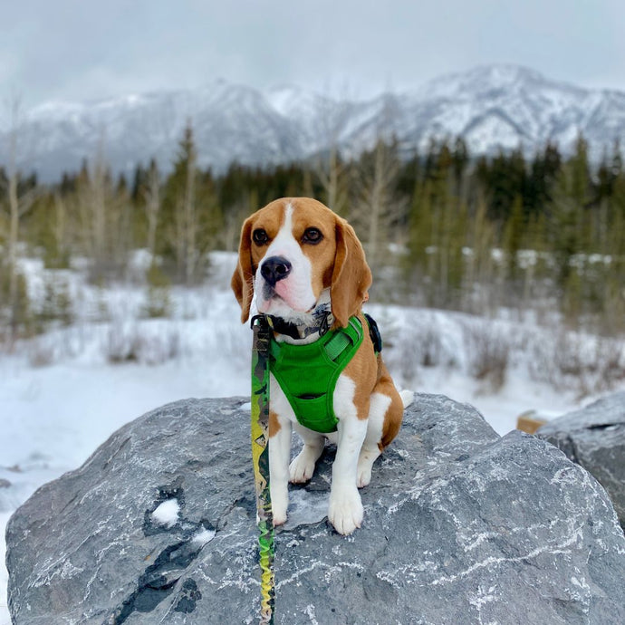 beagle on a leash wearing green harness sitting on a rock in the snow in canmore