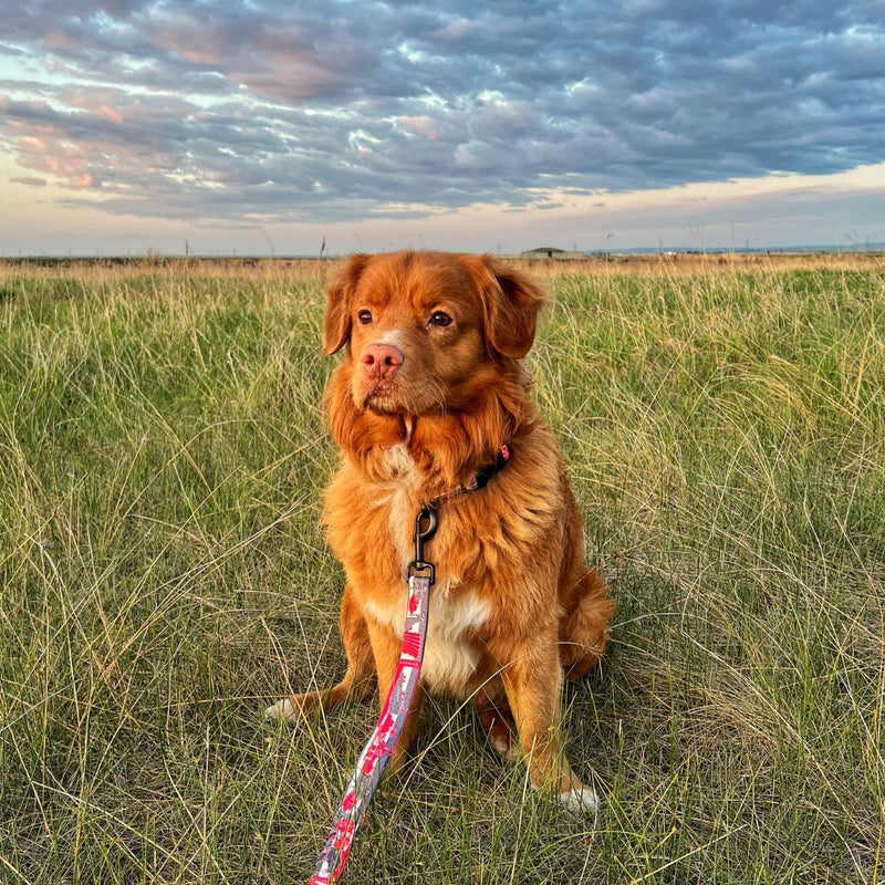 Load image into Gallery viewer, nova scotia duck tolling retriever sitting in a field with a red leash
